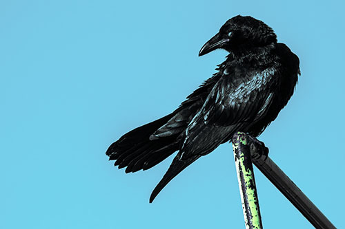 Rusted Rail Raven Keeping Watch (Cyan Tint)