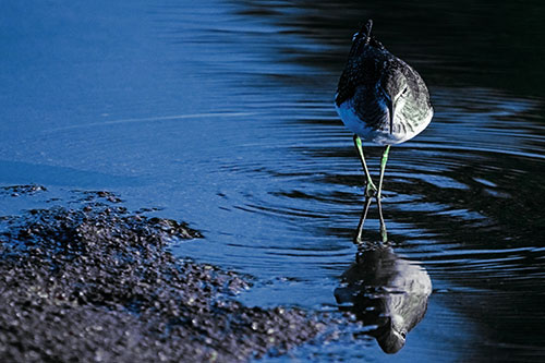 Sandpiper Watching Water Rippling Among Shoreline (Cyan Tint)