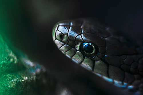 Scared Garter Snake Makes Appearance (Cyan Tint Photo)