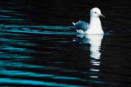 Seagull Floating Among Illuminated Rippling Water (Cyan Tint)
