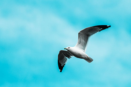 Seagull Flying Among Cloudy Overcast Sky (Cyan Tint)