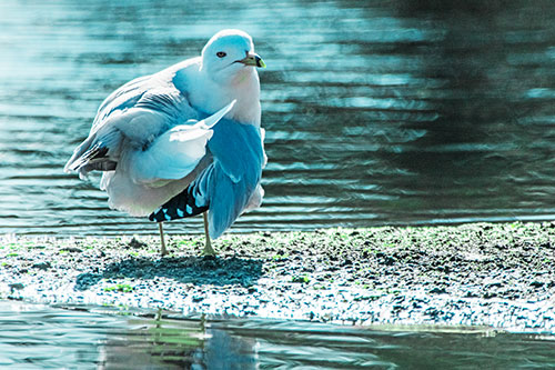 Seagull Grooming Itself Among Lake Shore (Cyan Tint)