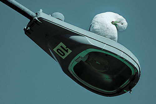 Seagull Grooming Self Atop Street Light Pole (Cyan Tint)