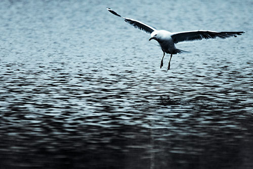 Seagull Landing On Lake Water (Cyan Tint Photo)