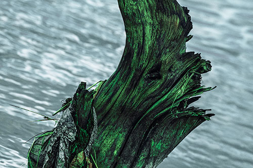 Seasick Faced Tree Log Among Flowing River (Cyan Tint Photo)