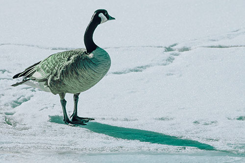 Shadow Casting Canadian Goose Standing Among Snow (Cyan Tint Photo)