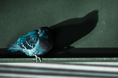 Shadow Casting Pigeon Looking Towards Light (Cyan Tint Photo)
