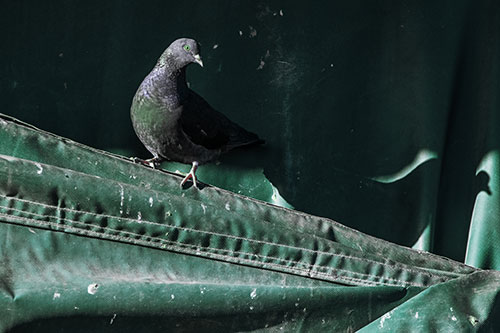Shadow Casting Pigeon Perched Along Dirty Sloping Tarp (Cyan Tint)