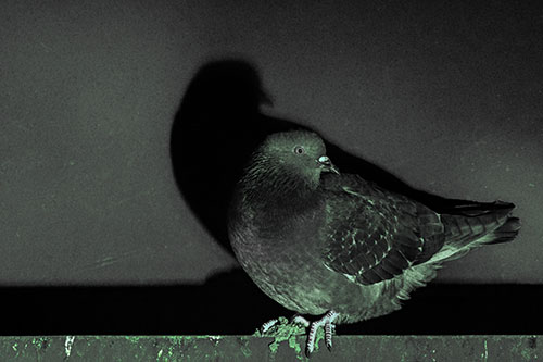 Shadow Casting Pigeon Perched Among Steel Beam (Cyan Tint Photo)