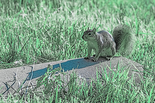 Shadow Casting Squirrel Sitting Atop Concrete Drain (Cyan Tint)
