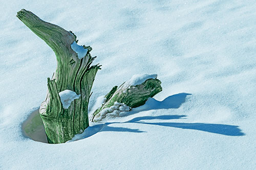Shadow Casting Tree Trunk Waving Among Snow (Cyan Tint)