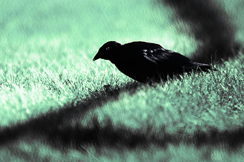 Shadow Standing Grackle Bird Leaning Forward On Grass (Cyan Tint Photo)