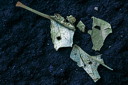 Shattered Leaf Face Separating Atop Pavement (Cyan Tint)