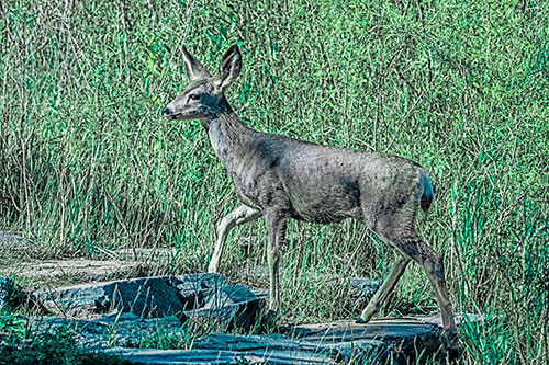 Side Glancing Mule Deer Walking Up Stepping Stones (Cyan Tint)