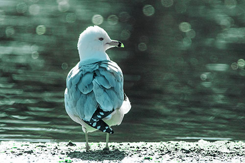 Sideways Glancing Seagull Observing Lake Surroundings (Cyan Tint)