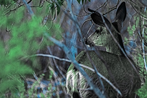 Sideways Glancing White Tailed Deer Beyond Tree Branches (Cyan Tint Photo)