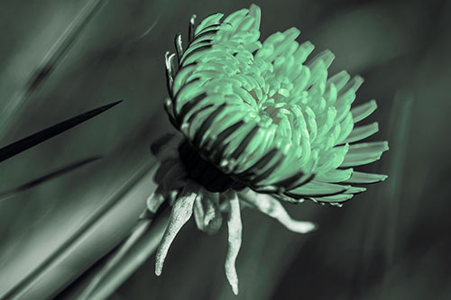 Sideways Taraxacum Flower Blooming Towards Light (Cyan Tint Photo)