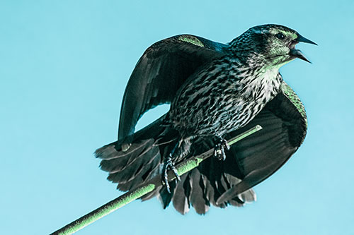 Singing Female Red Winged Blackbird Gripping Broken Cattail (Cyan Tint)