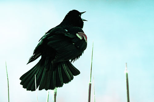 Singing Red Winged Blackbird Atop Cattail Branch (Cyan Tint Photo)