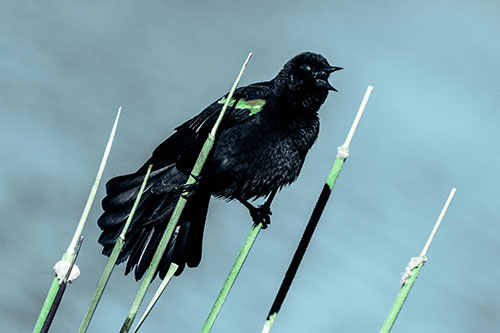 Singing Red Winged Blackbird Gripping Ahold Between Leaning Cattail Branches (Cyan Tint)