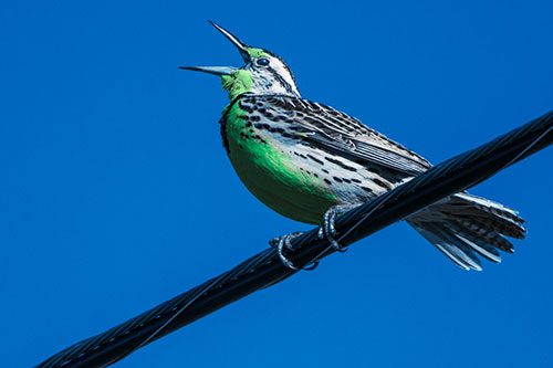 Singing Western Meadowlark Perched Atop Powerline Wire (Cyan Tint Photo)