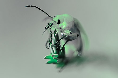 Sitting Blister Beetle Riding Plant Top (Cyan Tint)