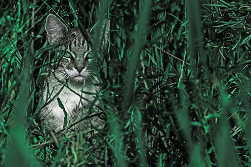 Sitting Cat Gazes Through Reed Grass (Cyan Tint)