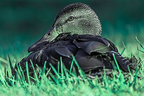 Sitting Mallard Duck Resting Among Grass (Cyan Tint Photo)