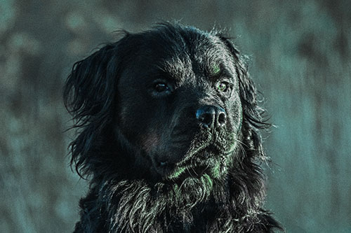 Sitting Rottweiler Dog Poses Among Sunrise (Cyan Tint)