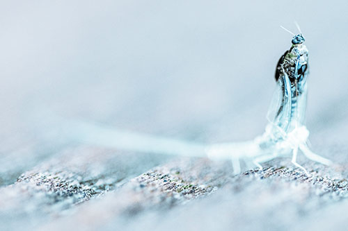 Skin Shedding Mayfly Rises Upwards (Cyan Tint)