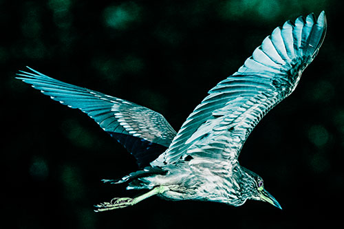 Skittish Black Crowned Night Heron Flying Towards Seclusion (Cyan Tint)