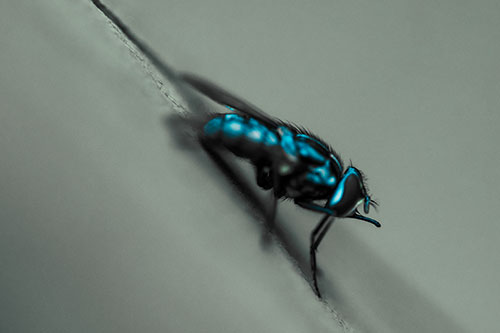 Sloping Perched Cluster Fly Cleaning Itself (Cyan Tint)