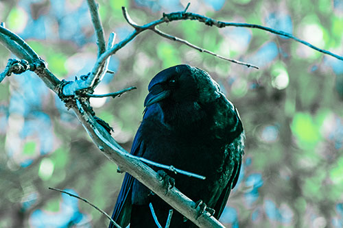 Sloping Perched Crow Glancing Downward Atop Tree Branch (Cyan Tint Photo)