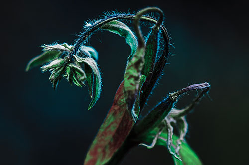 Slouching Hairy Stemmed Weed Plant (Cyan Tint Photo)
