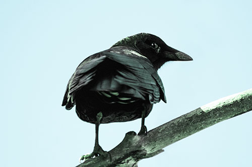 Sly Eyed Crow Glances Backward Among Tree Branch (Cyan Tint Photo)