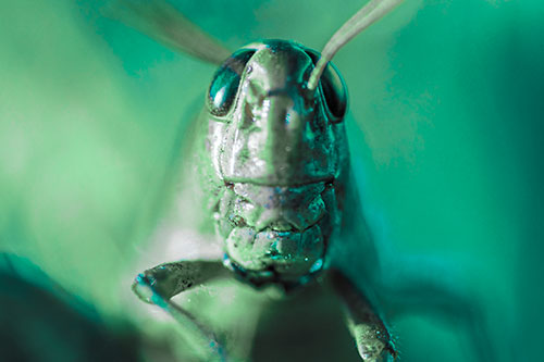 Smiling Grasshopper Enjoying Sunshine (Cyan Tint)