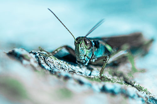 Smiling Grasshopper Grabbing Ahold Tree Stump (Cyan Tint Photo)