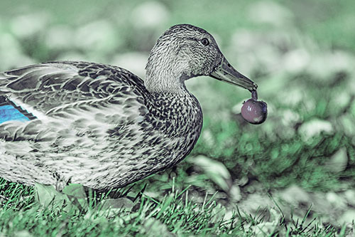 Smiling Mallard Duck Carries Cherry Across Grass (Cyan Tint)