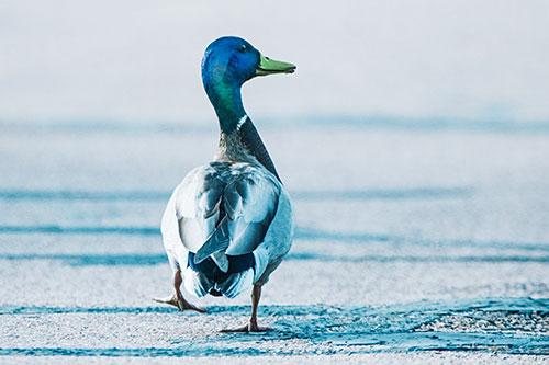 Smiling Mallard Duck Walking Down Sidewalk (Cyan Tint Photo)