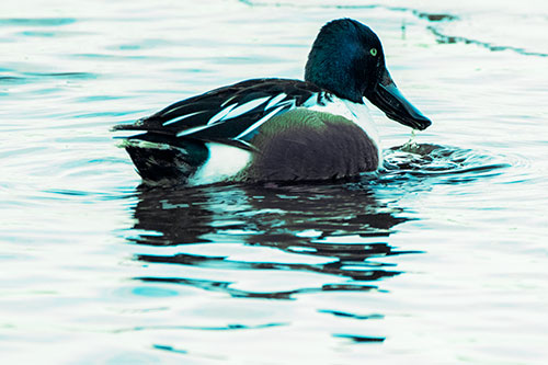 Smiling Northern Shoveler Duck Swimming Calm River Water (Cyan Tint Photo)
