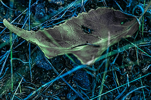 Smirking Fish Shaped Leaf Face Among Sticks (Cyan Tint Photo)