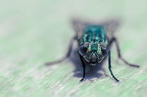 Smirking Open Mouthed Cluster Fly Watching Closely (Cyan Tint)