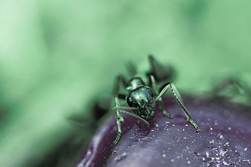 Snarling Carpenter Ant Guarding Sugary Treat (Cyan Tint Photo)