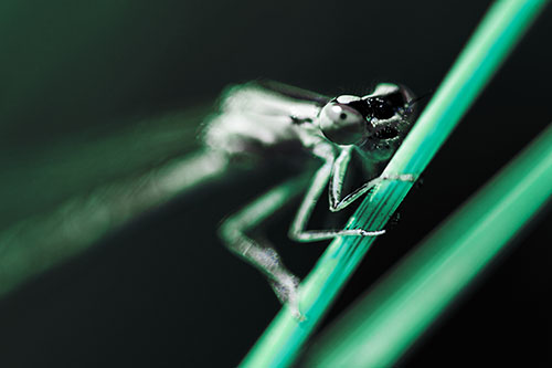 Snarling Damselfly Hangs Onto Grass Blade (Cyan Tint)