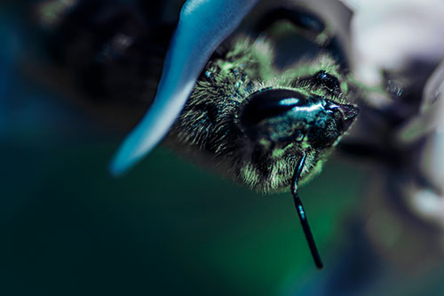 Snarling Honey Bee Clinging Flower Petal (Cyan Tint Photo)