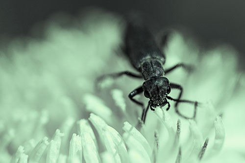 Snarling Oedemera Beetle Eating Dandelion Pollen (Cyan Tint)