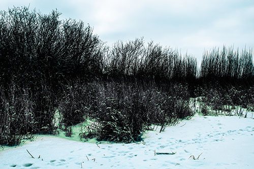 Snow Covered Tall Grass Surrounding Trees (Cyan Tint Photo)