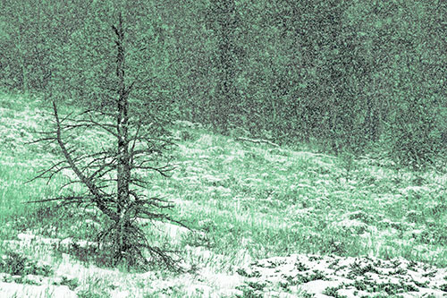 Snow Covers Dead Christmas Tree (Cyan Tint Photo)