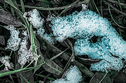 Snow Face Rests Atop Frost Covered Leaves (Cyan Tint)