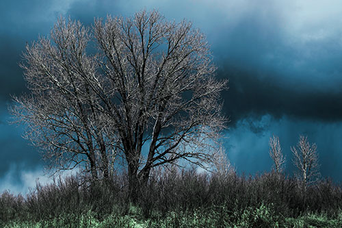 Snowstorm Clouds Beyond Dead Leafless Trees (Cyan Tint Photo)